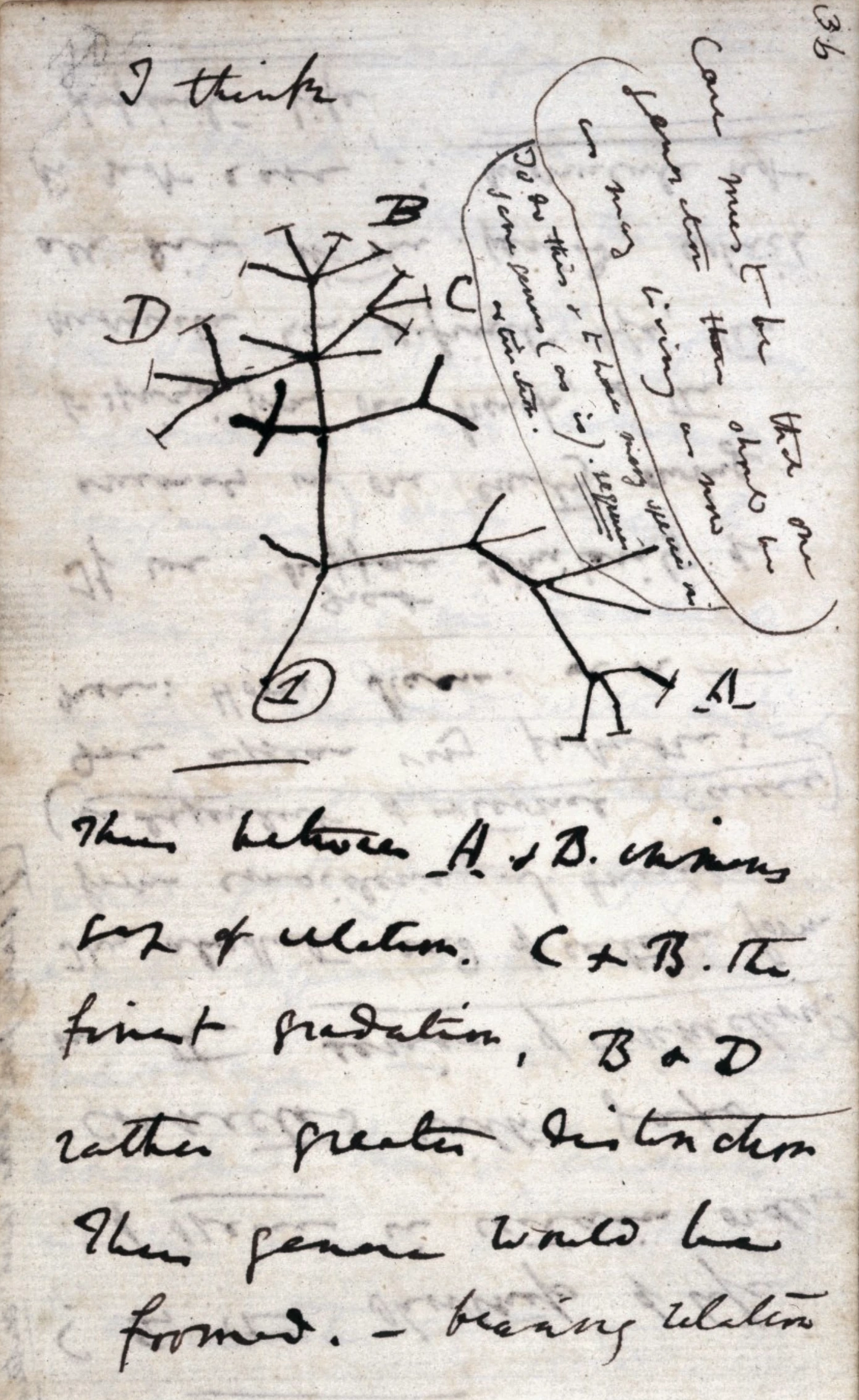 Charles Darwins erste Skizze eines evolutionären Stammbaums von 1837