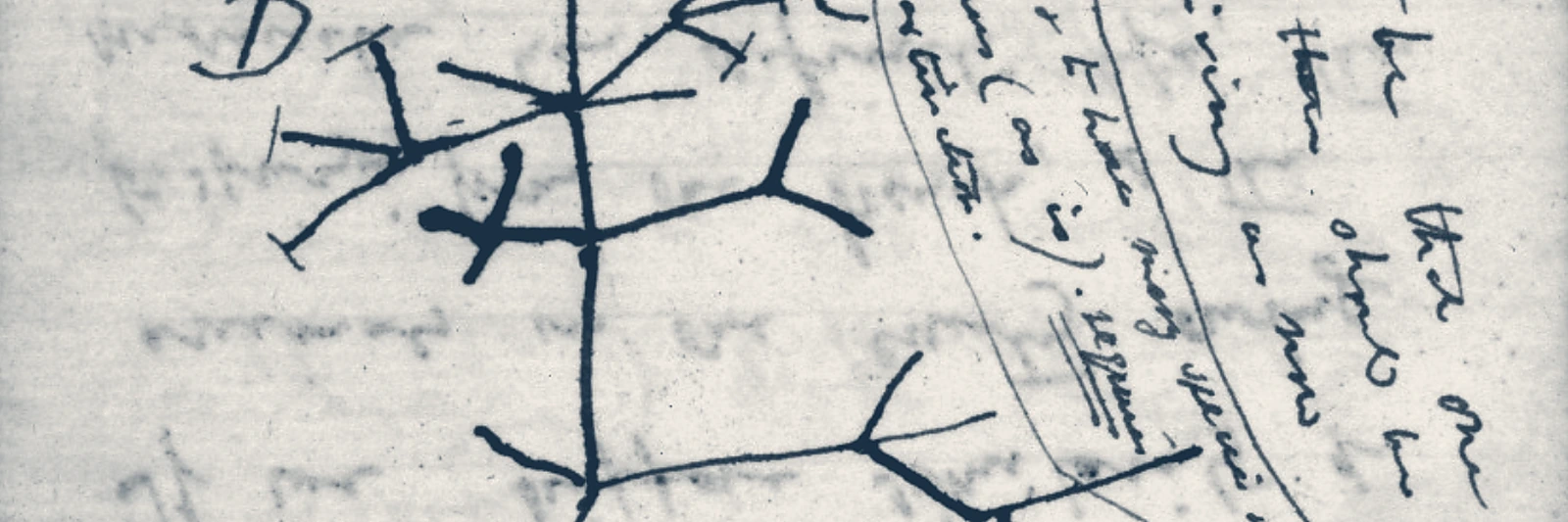 Charles Darwins erste Skizze eines evolutionären Stammbaums von 1837